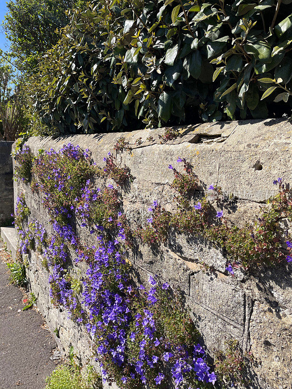 风铃花(Campanula portenschlagiana /墙风铃花)生长在干燥的石墙上，春日阳光明媚